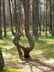 The dancing forest of the Curonian Spit, a natural anomaly in a pine forest with bizarrely curved tree trunks. Landscape photography, a variety of landscapes, travel.