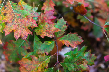 Colourful oak leaves. Fall background. Nature autumn