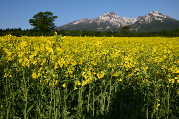 Fototapeta premium 妙高山（菜の花：大洞原）