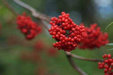 Sambucus racemosa, red elderberry, red-berried elder. A bunch of red elderberries close-up against a background of green foliage. 