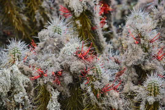 Flowering cacti (Eulychnia acida) growing on Isla Damas, Humboldt Penguin Reserve, Punta Choros, Chile