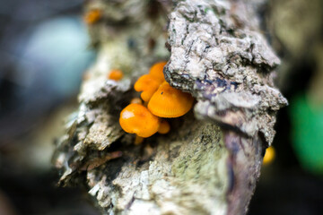 fungus on tree
