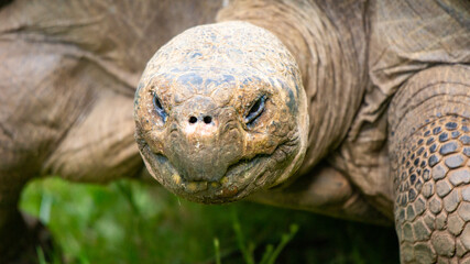 Giant Turtle Face