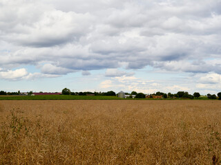 Fototapeta premium field of wheat and sky