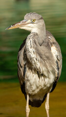 Grey Heron Enjoying the Sun