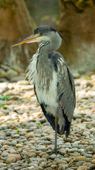 Grey Heron Standing on Pebbles