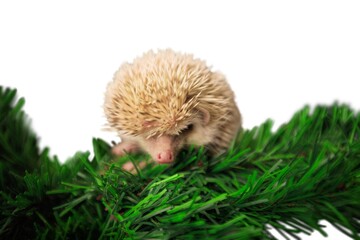 Hedgehog.