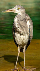 Grey Heron Twisting Neck