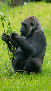Silver Backed Gorilla Eating