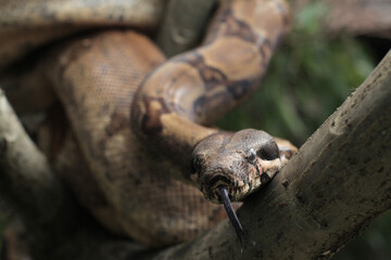The boa constrictor also called the red-tailed boa or the common boa, is a species of large, non-venomous, heavy-bodied snake 