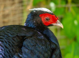 Red Faced Bird