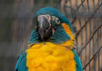 Macaw Parrot Close Up