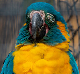 Macaw Parrot Face