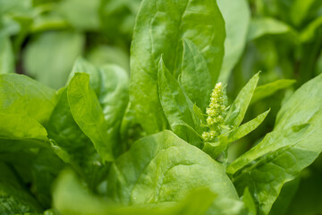 Close-up spinach leaves on the ground in a vegetable garden.