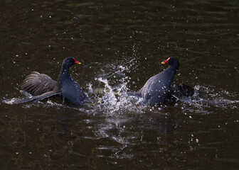Two moorhen fighting