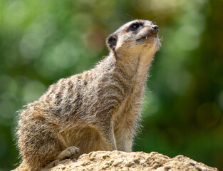 Meerkat looking to the Sky
