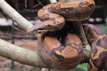 The boa constrictor also called the red-tailed boa or the common boa, is a species of large, non-venomous, heavy-bodied snake 