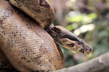The boa constrictor also called the red-tailed boa or the common boa, is a species of large, non-venomous, heavy-bodied snake  - obrazy, fototapety, plakaty