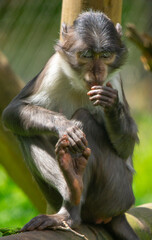 Monkey about to Sneeze