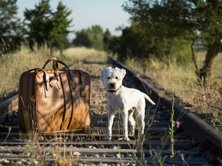 white dog next to a suitcase on a train track