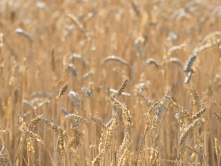 closeup of different ears of wheat