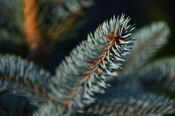 A sprig of blue decorative spruce close-up on a summer sunny evening with bokeh of spruce branches.