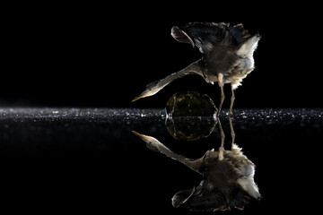 Grey Heron (Ardea Cinerae) hunting fish at night in a shallow pool, reflected in water