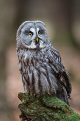 Great Grey Owl (Strix nebulosa) perching on a mossy tree stump in an autumn forest landscape