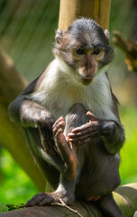 Small Grey Monkey