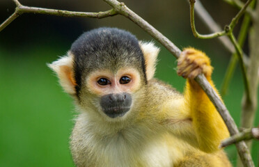 Squirrel Monkey Watching
