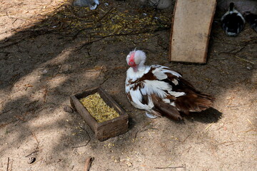 A close up on a big colorful turkey with white, brown, and red feathers sitting on a sandy surface next to the pen and eating some grains from a wooden bowl or container seen on a sunny summer day