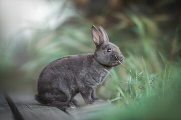 A cute gray rabbit with long ears and big eyes siting on a wooden deck and sniffing a green blade of grass against the backdrop of a bright summer landscape