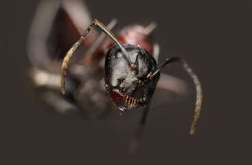 Ant face shot, macro photography. on a dark background