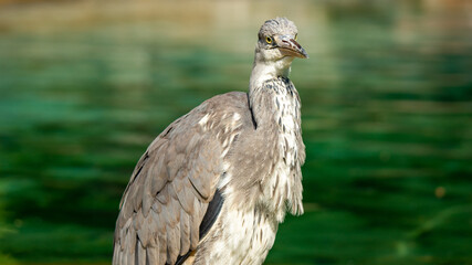 Sunny Grey Heron