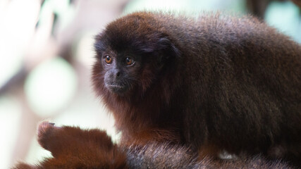 Small Red Monkey