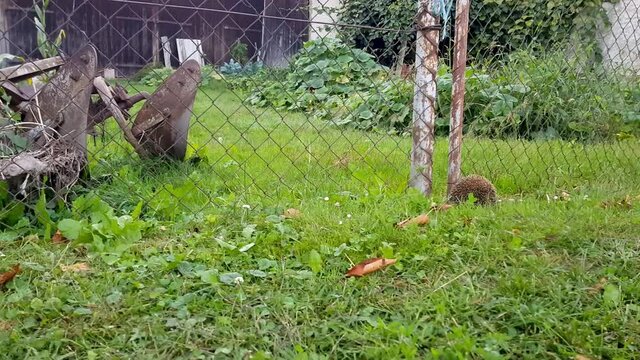 The hedgehog tries to cross the fence