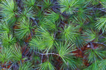 close up of pine cones