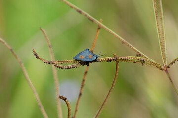 An insect as know tortoise-beetle (Stolas cf. conspersa) resting under a plant on Brazilian soil