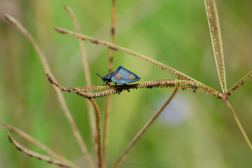 An insect as know tortoise-beetle (Stolas cf. conspersa) resting under a plant on Brazilian soil