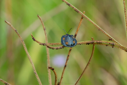 An insect as know tortoise-beetle (Stolas cf. conspersa) resting under a plant on Brazilian soil
