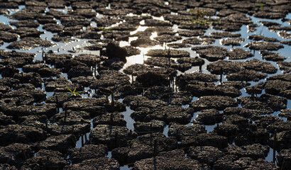 Earth cracked because of drought. The global shortage of water on the planet. Global warming concept.