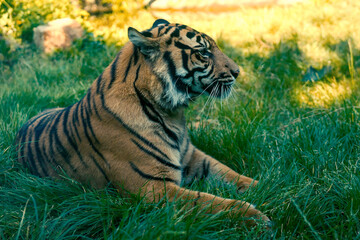 Fototapeta na wymiar czający się groźny tygrys 