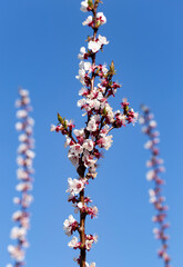 An apricot blooming against the blue sky. Spring changes in plant life. White fruit tree flowers.