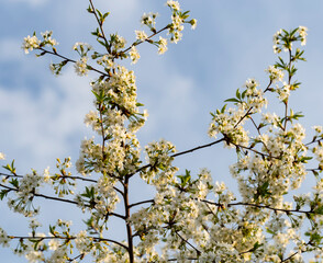 Cherry blossoms. White flowers of fruit tree.