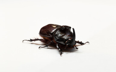 European rhinoceros beetle (Oryctes nasicornis) is a large flying beetle belonging to the subfamily...