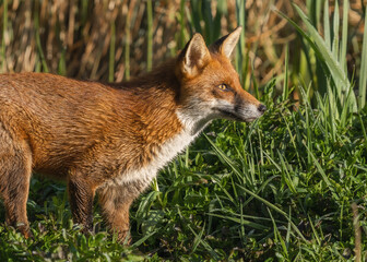 red fox in the morning light