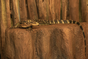 Jaszczurka w zbliżeniu © Roman Trojanowski