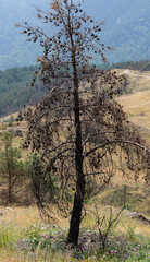 The consequences of a fire in the forests of Bulgaria. Charred, dead coniferous trees. An environmental disaster.