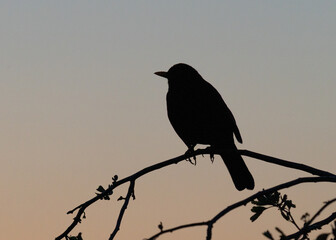 Blackbird silhouette