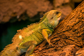 Jaszczurka w zbliżeniu